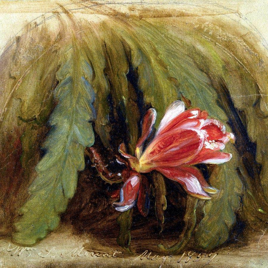 Cactus In Blossom By William Sidney Mount Fine Art Print