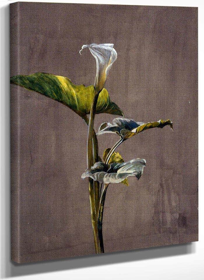 Calla Lily By Fidelia Bridges Fine Art Print
