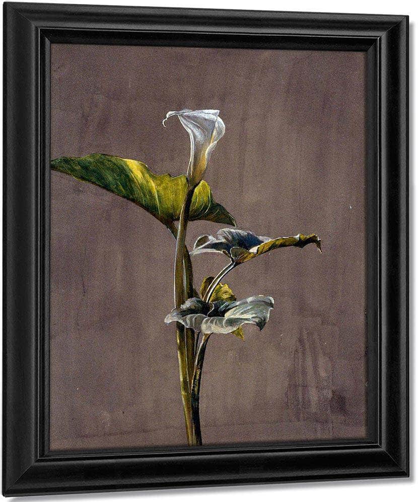 Calla Lily By Fidelia Bridges Fine Art Print