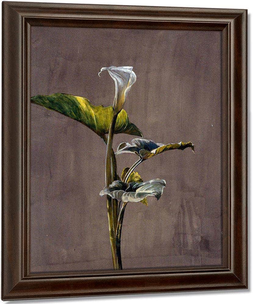 Calla Lily By Fidelia Bridges Fine Art Print