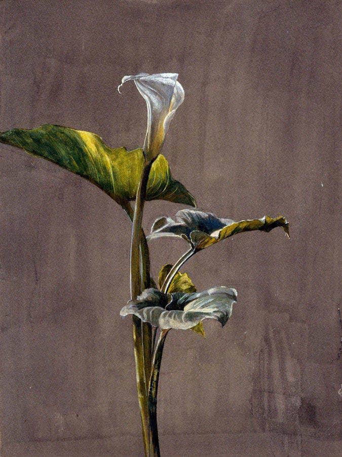 Calla Lily By Fidelia Bridges Fine Art Print