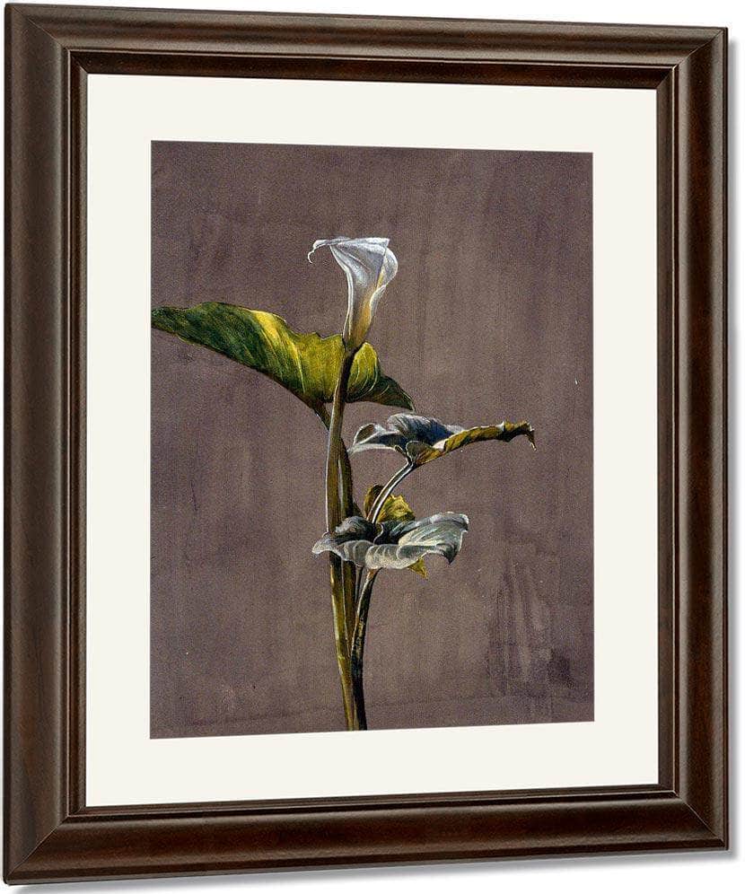 Calla Lily By Fidelia Bridges Fine Art Print
