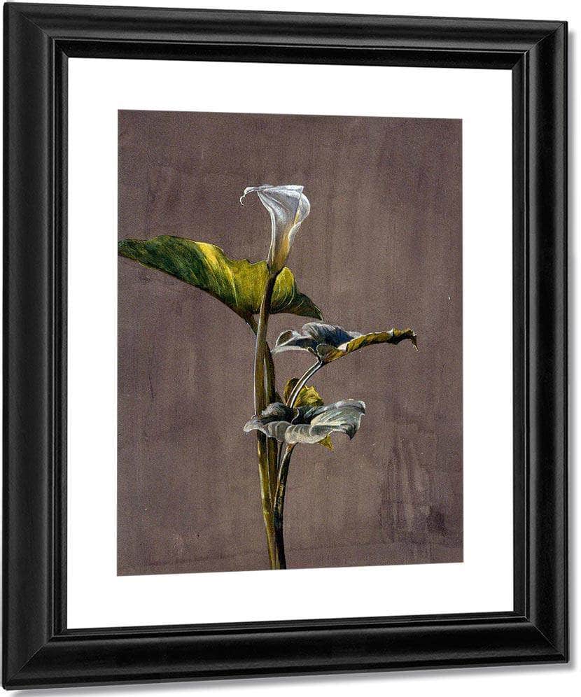 Calla Lily By Fidelia Bridges Fine Art Print