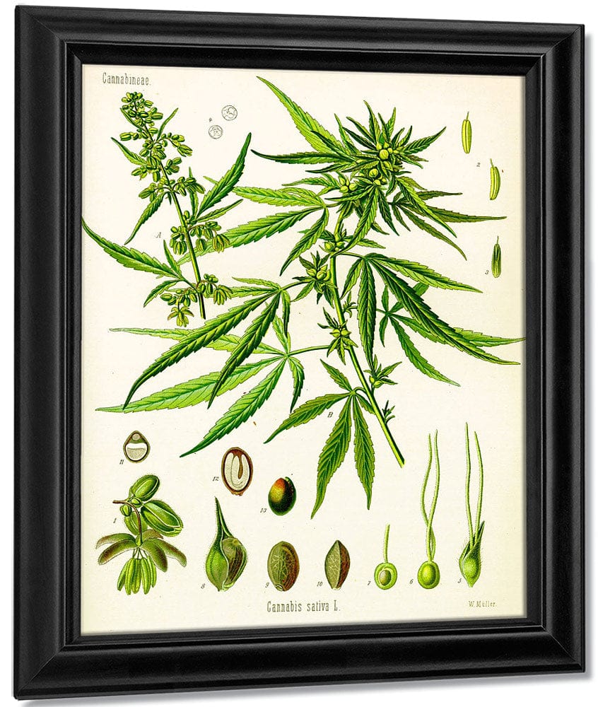 Cannabis By Sativa (Kohler) Fine Art Print