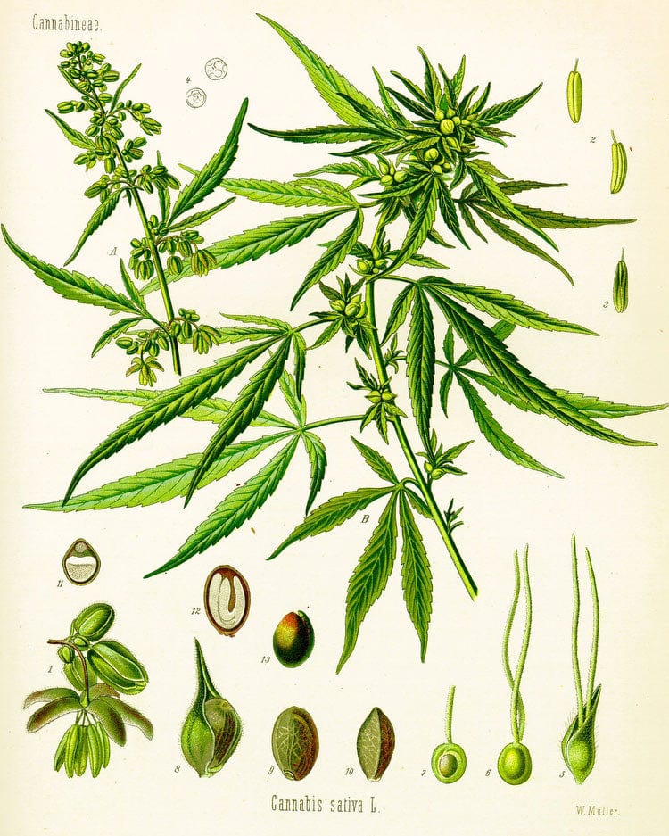 Cannabis By Sativa (Kohler) Fine Art Print