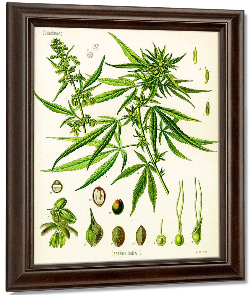Cannabis By Sativa (Kohler) Fine Art Print