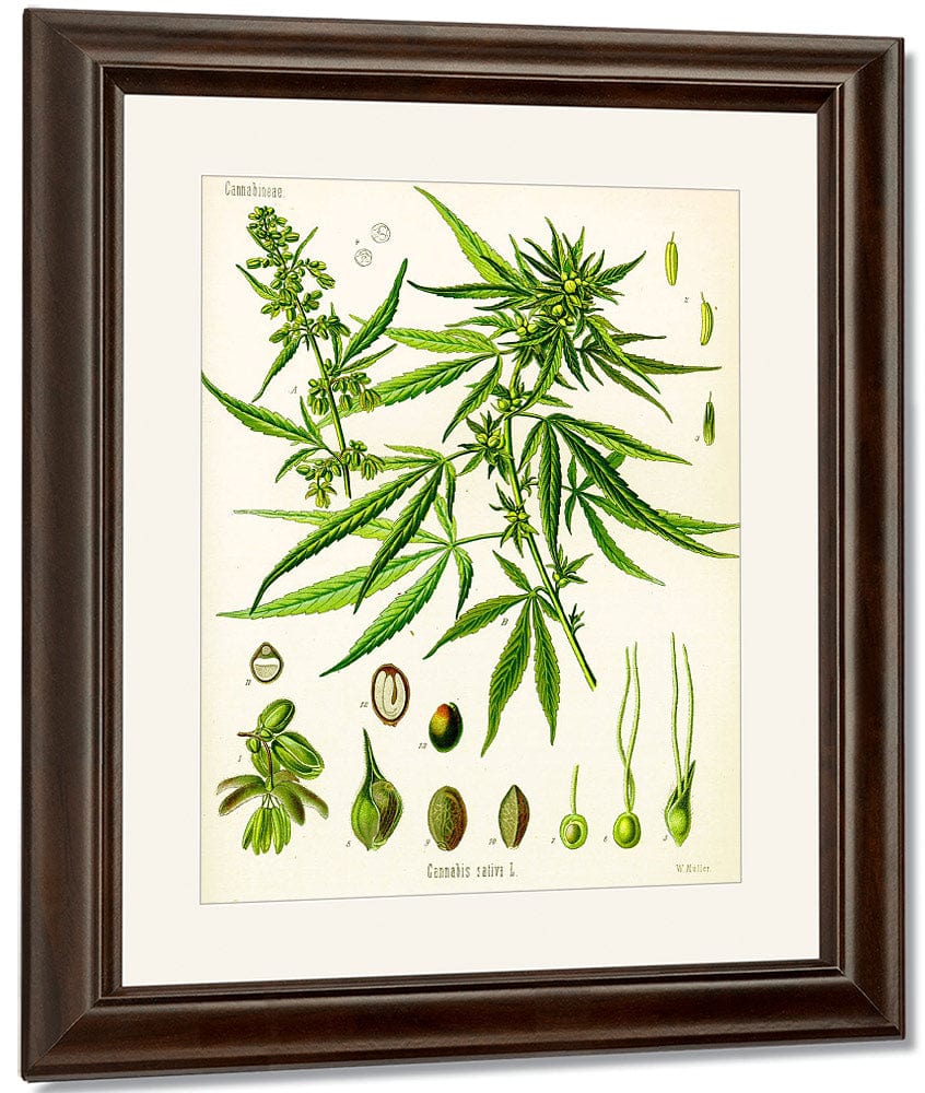 Cannabis By Sativa (Kohler) Fine Art Print
