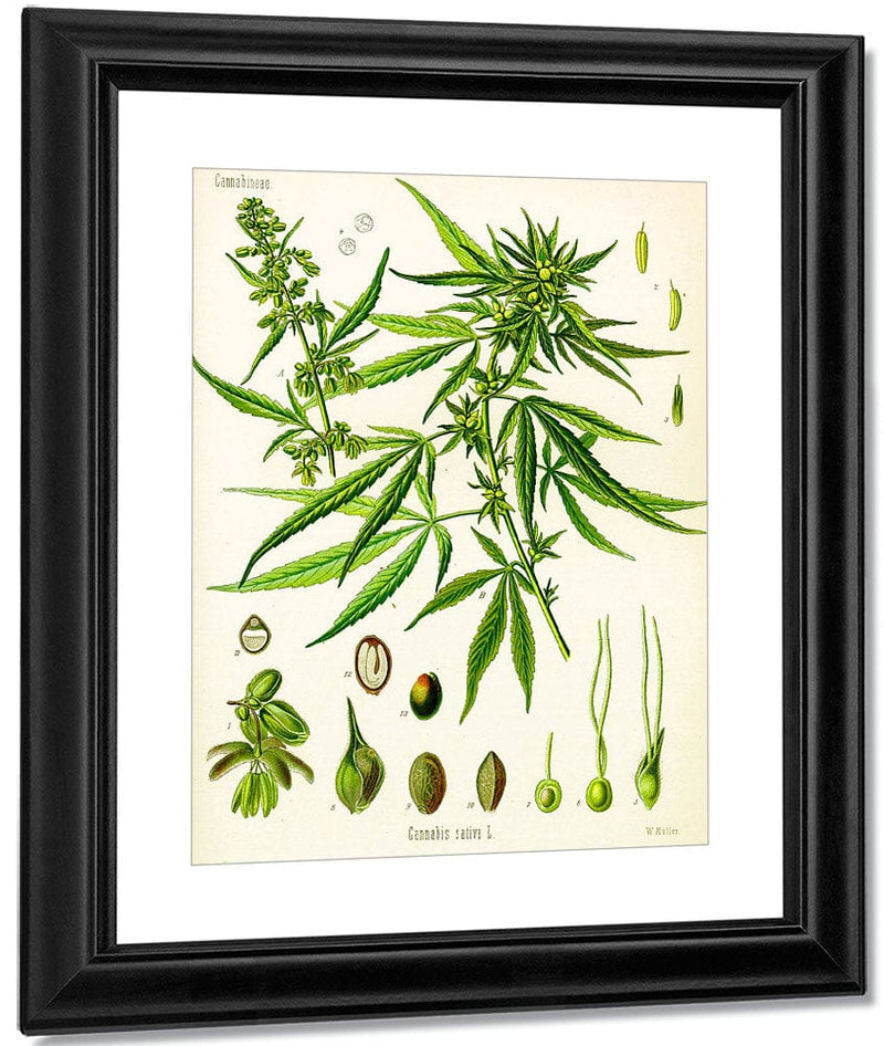 Cannabis By Sativa (Kohler) Fine Art Print