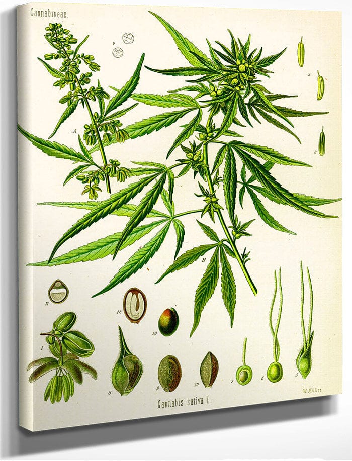 Cannabis By Sativa (Kohler) Fine Art Print