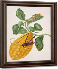 Citron With Monkey Slug Moth And Harlequin Beetle 1703 By Maria Sibylla Merian Fine Art Print