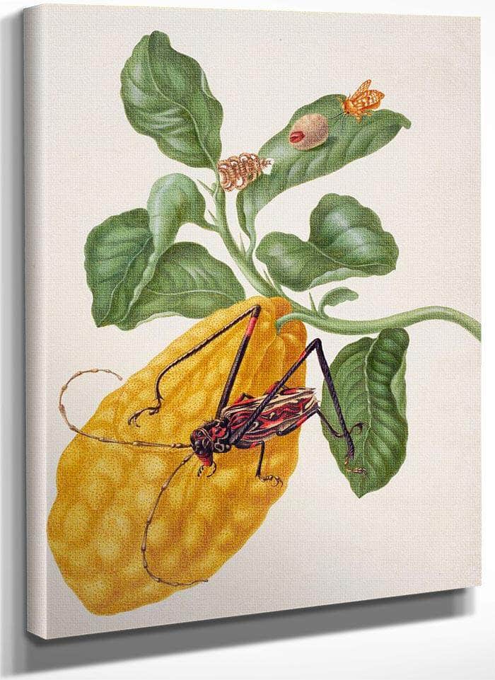 Citron With Monkey Slug Moth And Harlequin Beetle 1703 By Maria Sibylla Merian Fine Art Print