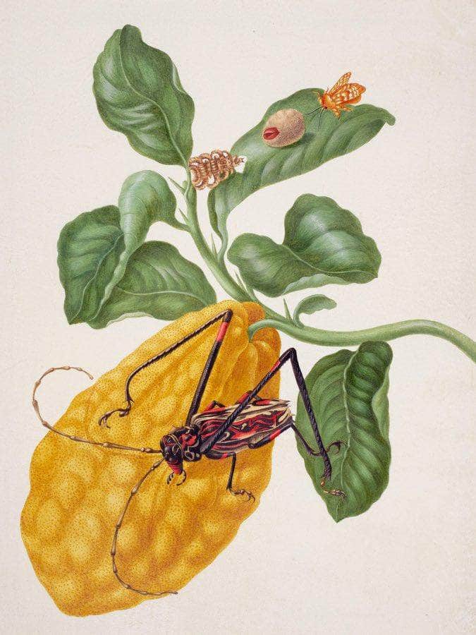 Citron With Monkey Slug Moth And Harlequin Beetle 1703 By Maria Sibylla Merian Fine Art Print
