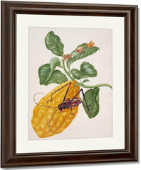 Citron With Monkey Slug Moth And Harlequin Beetle 1703 By Maria Sibylla Merian Fine Art Print
