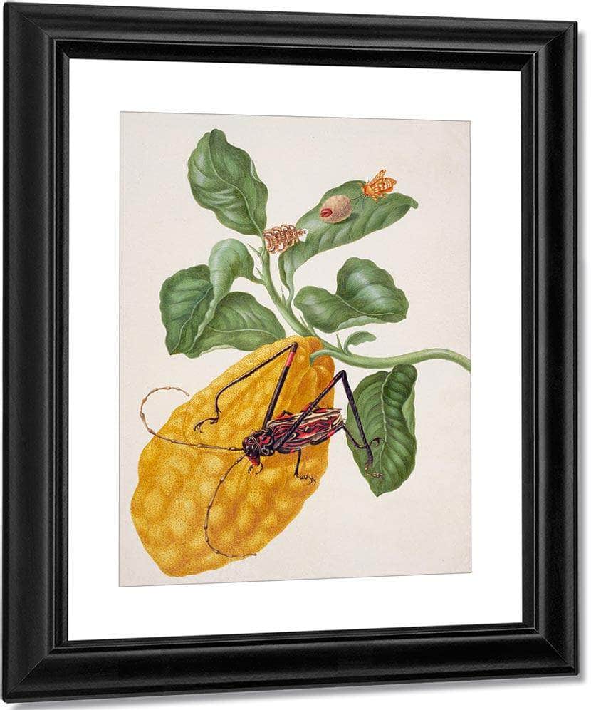 Citron With Monkey Slug Moth And Harlequin Beetle 1703 By Maria Sibylla Merian Fine Art Print