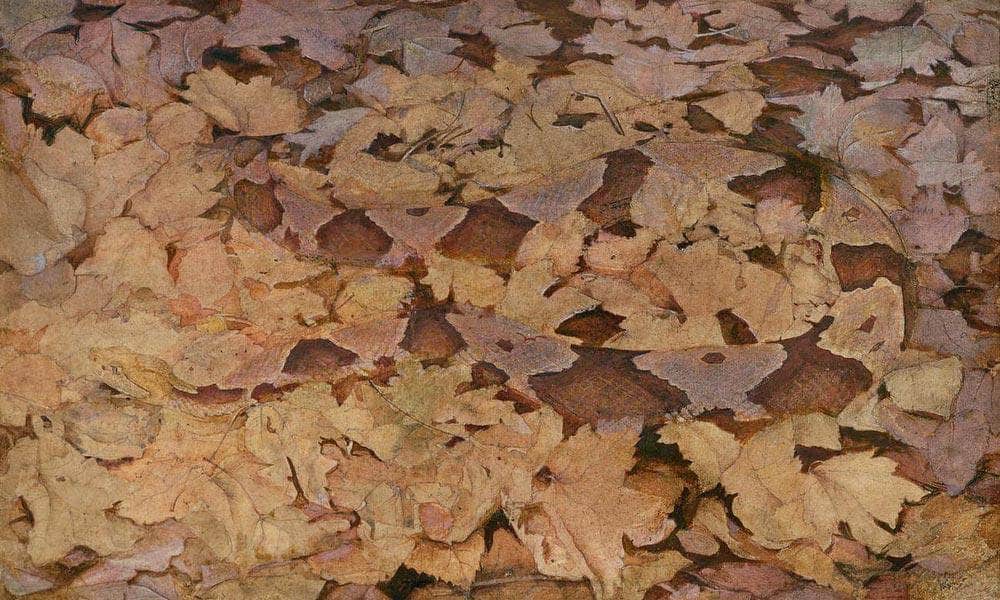 Copperhead Snake On Dead Leaves, Study For Book Concealing Coloration In The Animal Kingdom By Abbott Handerson Thayer Fine Art Print