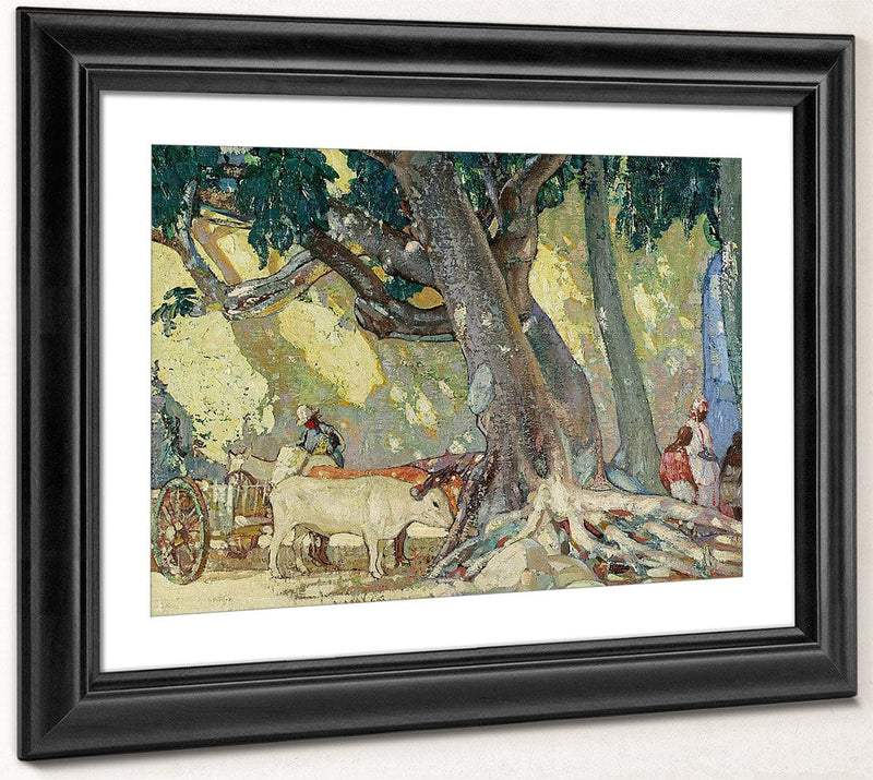 Cotton Silk Tree, St. Thomas, Virgin Islands By Richard Edward Miller Fine Art Print