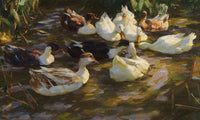 Ducks In The Pond By Alexander Koester Fine Art Print