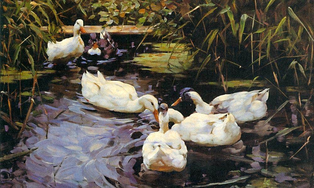 Ducks On A Reed Pond By Alexander Koester Fine Art Print
