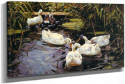 Ducks On A Reed Pond By Alexander Koester Fine Art Print