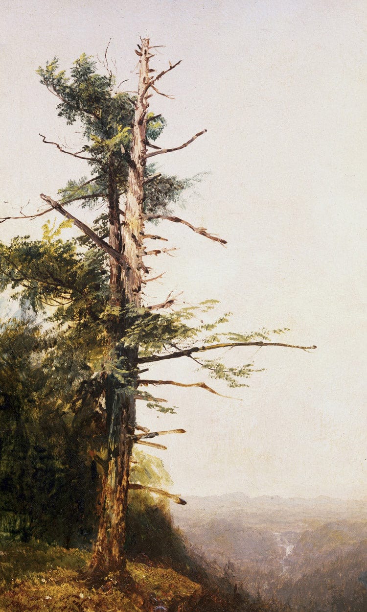 Dying Tree On Mountaintop By John Frederick Kensett Fine Art Print