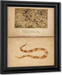 Fig. Vii Copperhead Snake Among Dead Leaves, Study Folder For Book Concealing Coloration In The Animal Kingdom By Abbott Handerson Thayer Fine Art Print
