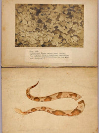 Fig. Vii Copperhead Snake Among Dead Leaves, Study Folder For Book Concealing Coloration In The Animal Kingdom By Abbott Handerson Thayer Fine Art Print