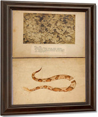 Fig. Vii Copperhead Snake Among Dead Leaves, Study Folder For Book Concealing Coloration In The Animal Kingdom By Abbott Handerson Thayer Fine Art Print