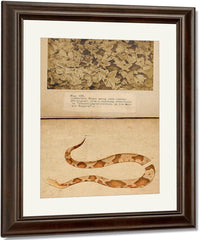 Fig. Vii Copperhead Snake Among Dead Leaves, Study Folder For Book Concealing Coloration In The Animal Kingdom By Abbott Handerson Thayer Fine Art Print