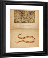 Fig. Vii Copperhead Snake Among Dead Leaves, Study Folder For Book Concealing Coloration In The Animal Kingdom By Abbott Handerson Thayer Fine Art Print