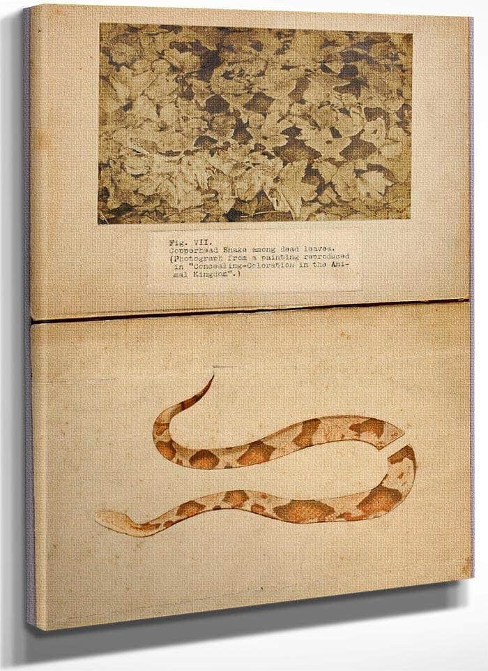 Fig. Vii Copperhead Snake Among Dead Leaves, Study Folder For Book Concealing Coloration In The Animal Kingdom By Abbott Handerson Thayer Fine Art Print