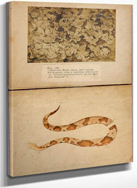 Fig. Vii Copperhead Snake Among Dead Leaves, Study Folder For Book Concealing Coloration In The Animal Kingdom By Abbott Handerson Thayer Fine Art Print