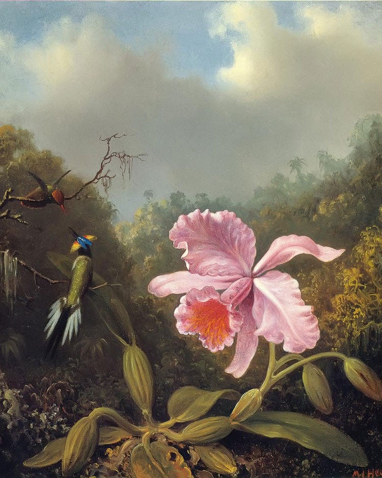 Fighting Hummingbirds With Pink Orchid By Martin Johnson Heade Fine Art Print