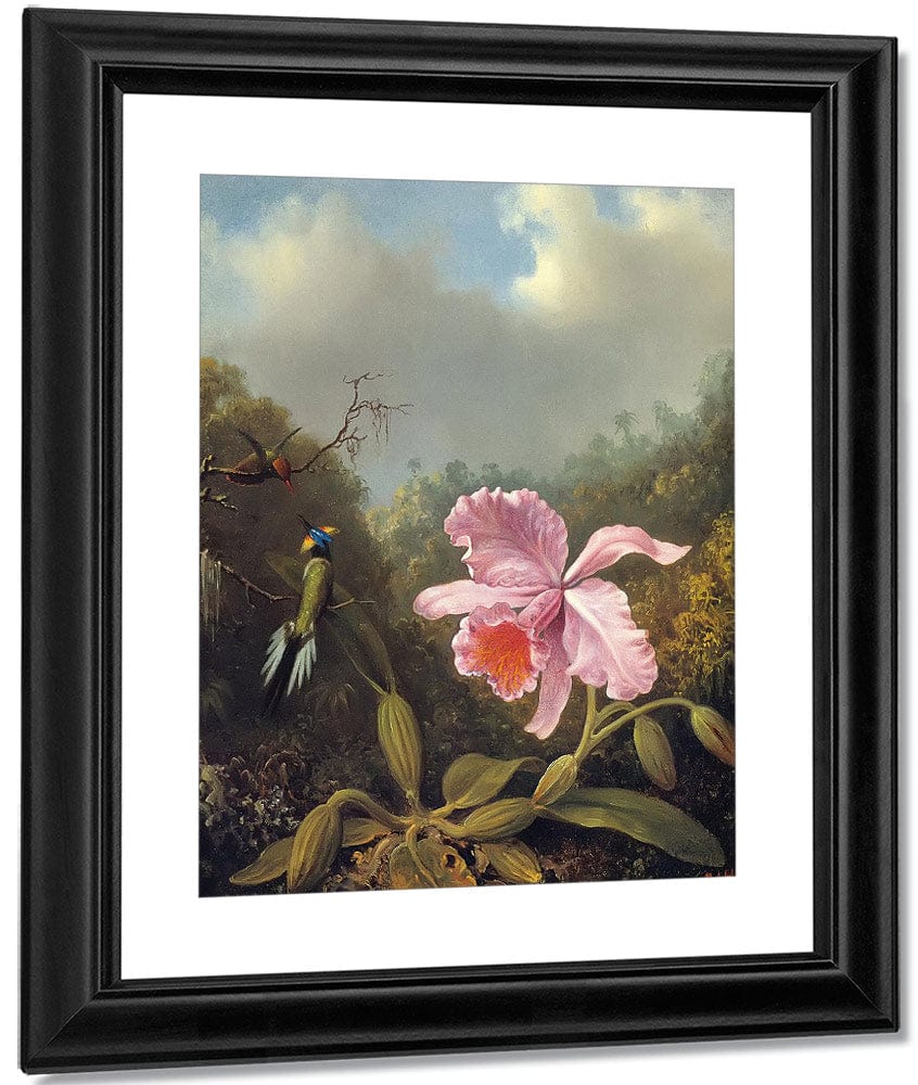 Fighting Hummingbirds With Pink Orchid By Martin Johnson Heade Fine Art Print