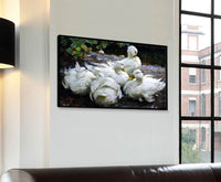 Five Dormant White Ducks Painting Alexander Max Koester Canvas Art Fine Art Print