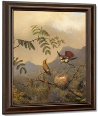 Frilled Coquette By Martin Johnson Heade Fine Art Print