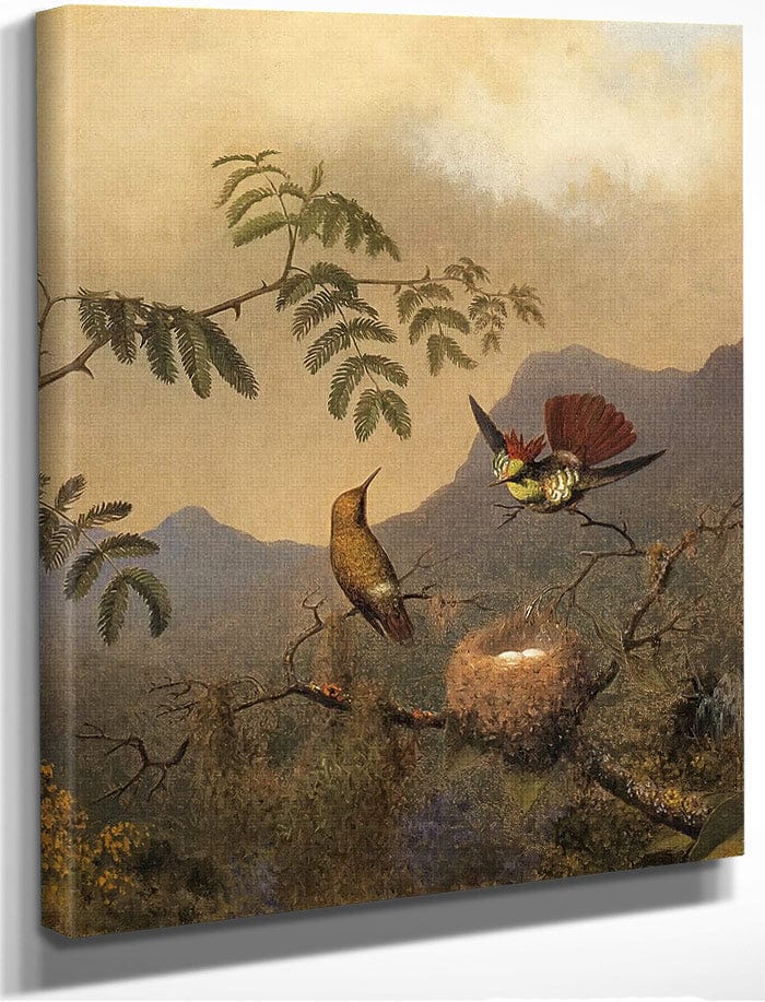 Frilled Coquette By Martin Johnson Heade Fine Art Print