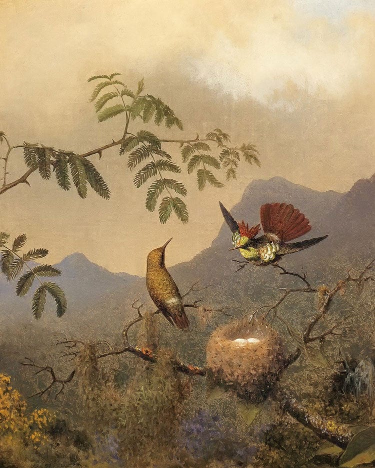 Frilled Coquette By Martin Johnson Heade Fine Art Print