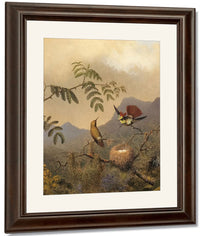 Frilled Coquette By Martin Johnson Heade Fine Art Print