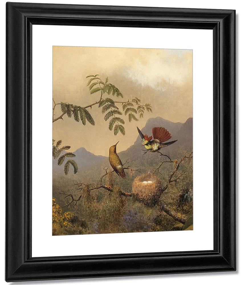 Frilled Coquette By Martin Johnson Heade Fine Art Print