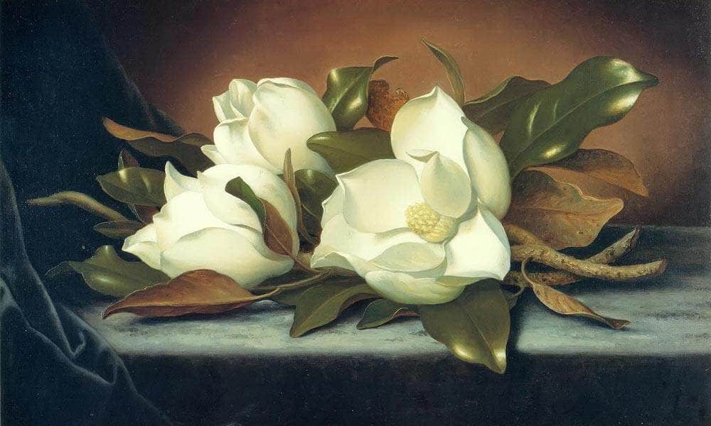 Giant Magnolias By Martin Johnson Heade Fine Art Print