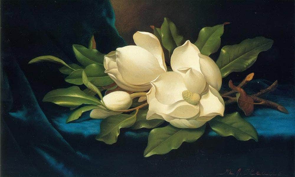 Giant Magnolias On A Blue Velvet Cloth By Martin Johnson Heade Fine Art Print