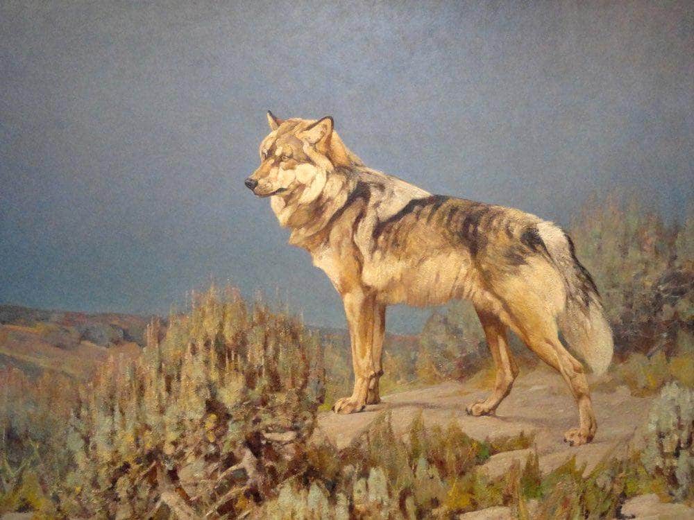 Grey Wolf Standing On A Bluff By Carl Rungius Fine Art Print