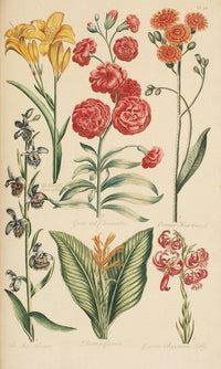 Hale, Thomas By Marion Boyd Allen Fine Art Print