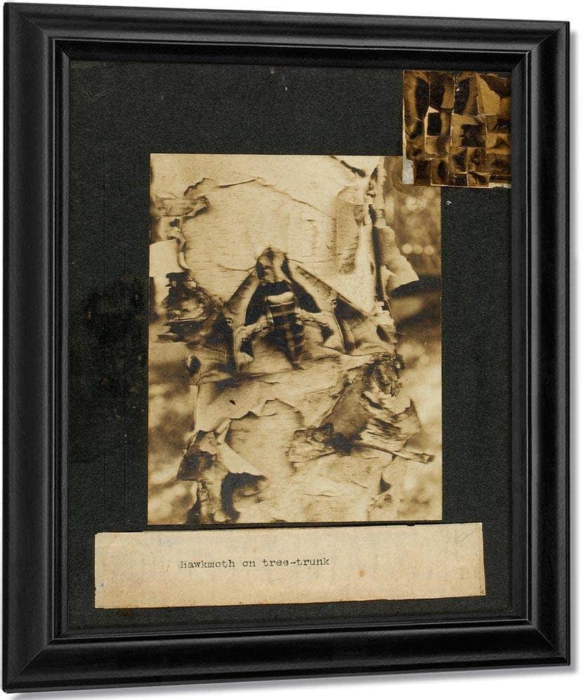 Hawkmoth On Tree Trunk, Study Folder For Book Concealing Coloration In The Animal Kingdom By Abbott Handerson Thayer Fine Art Print