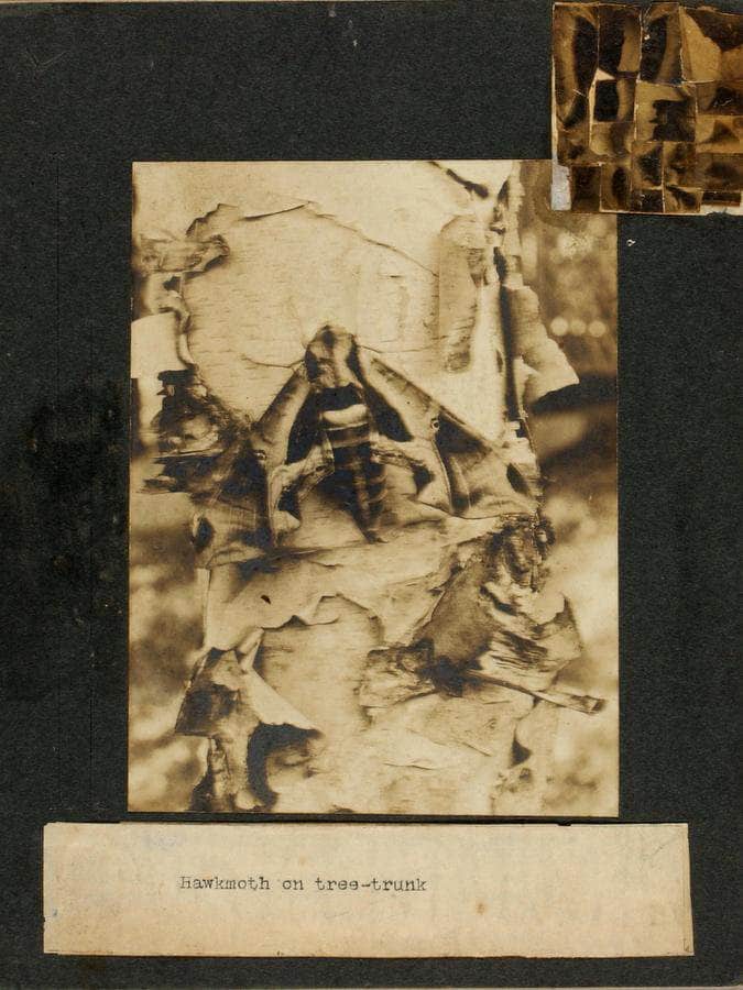 Hawkmoth On Tree Trunk, Study Folder For Book Concealing Coloration In The Animal Kingdom By Abbott Handerson Thayer Fine Art Print