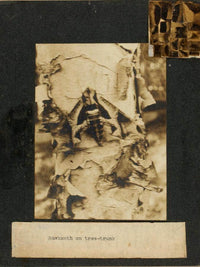 Hawkmoth On Tree Trunk, Study Folder For Book Concealing Coloration In The Animal Kingdom By Abbott Handerson Thayer Fine Art Print