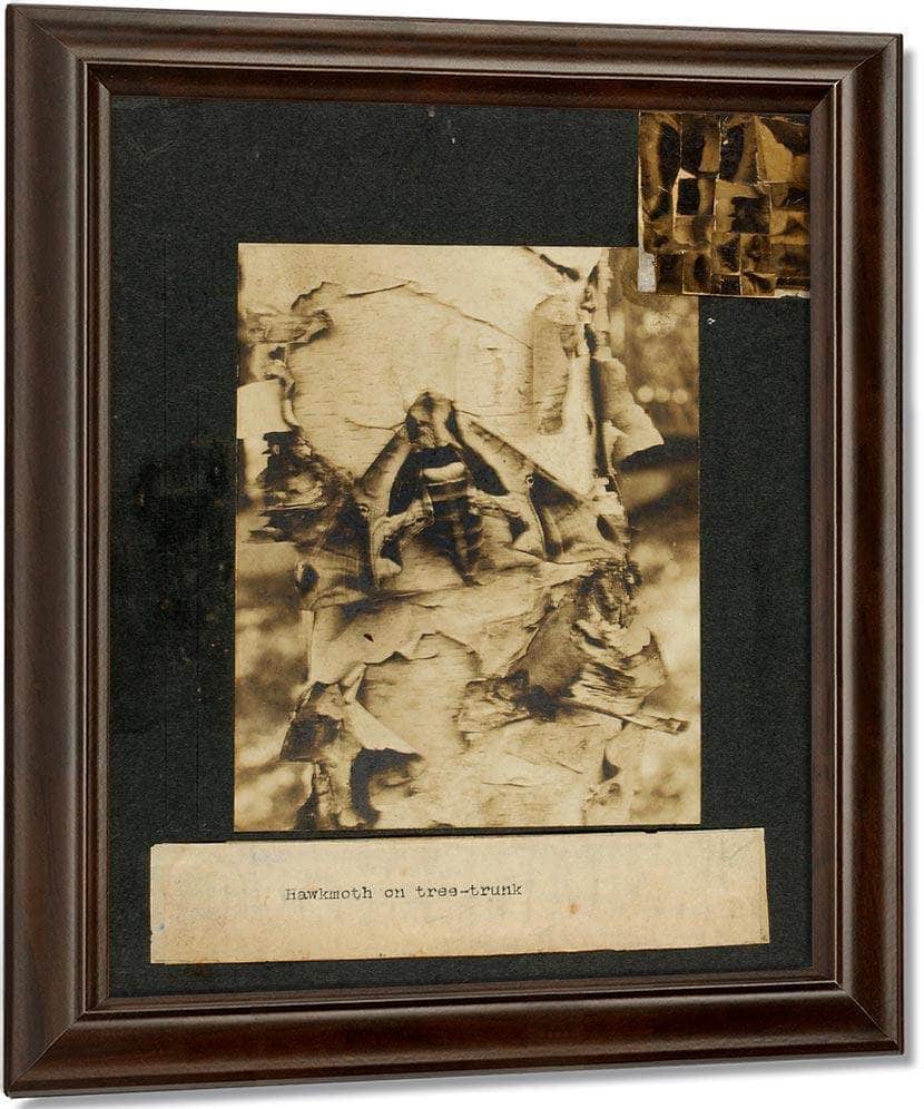 Hawkmoth On Tree Trunk, Study Folder For Book Concealing Coloration In The Animal Kingdom By Abbott Handerson Thayer Fine Art Print