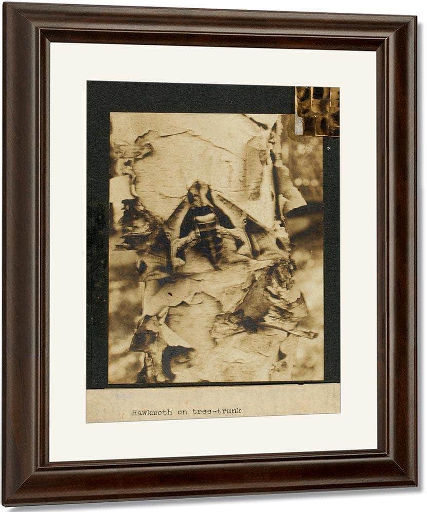 Hawkmoth On Tree Trunk, Study Folder For Book Concealing Coloration In The Animal Kingdom By Abbott Handerson Thayer Fine Art Print