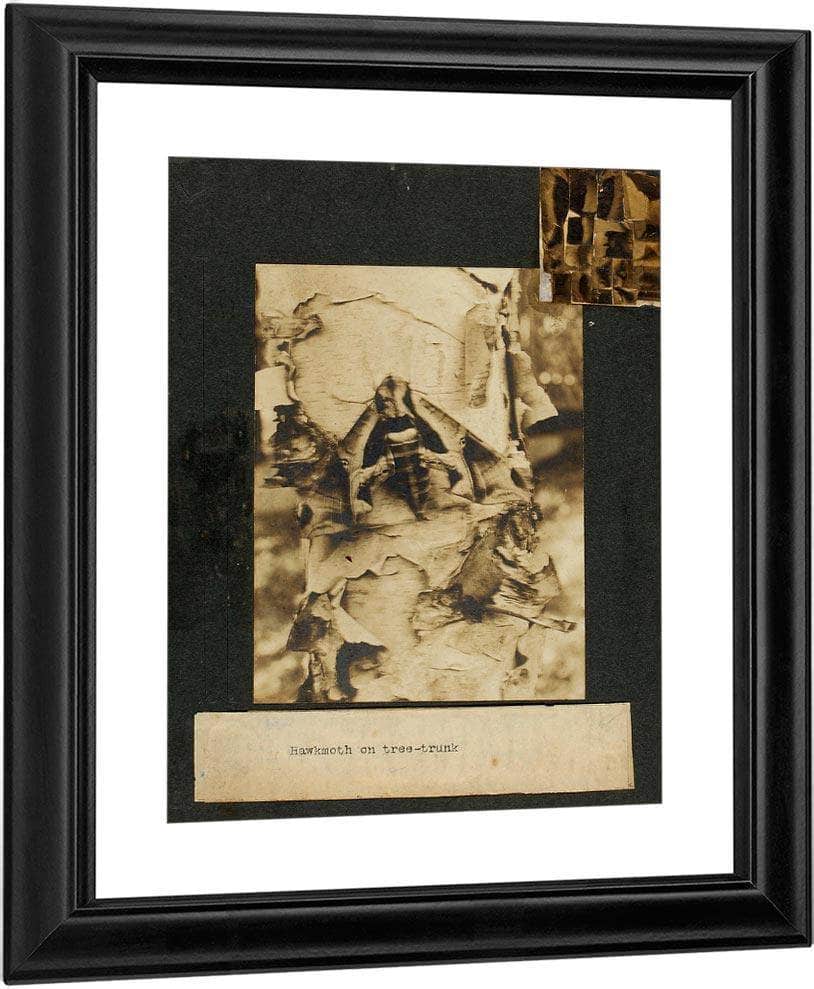 Hawkmoth On Tree Trunk, Study Folder For Book Concealing Coloration In The Animal Kingdom By Abbott Handerson Thayer Fine Art Print