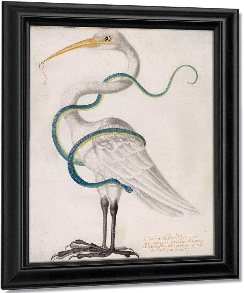Heron Encircled By A Snake 1700 By Maria Sibylla Merian Fine Art Print